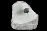 Pseudocryphaeus Trilobite - Lghaft, morocco #87459-4